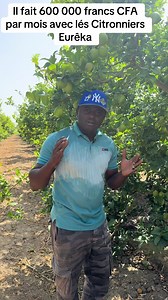 Citronnier Eureka 4 saisons : gagner 600 000 FCFA/mois par hectare
