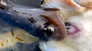 658K views · 1.4K reactions | Such a rare sight!  | Screenshot | Facebook