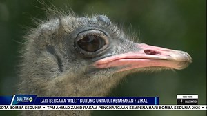 Lari Bersama 'Atlet' Burung Unta Uji Ketahanan Fizikal Burung unta terkenal sebagai haiwan yang lincah berlari. Demikian itu satu acara lumba lari bersama burung eksotik dari Afrika itu diadakan di Port Dickson, Negeri Sembilan. | Buletin TV9