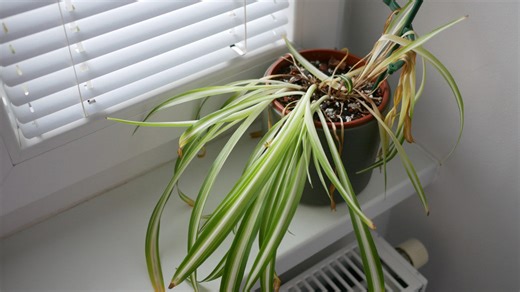 Does your spider plant have broken or bent leaves? Here's what you should do