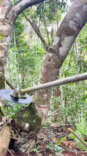 Using a Circular Saw to Cut a Tree! The Moment the Trunk is Sawed Off in the Forest