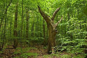 Euxine Colchic deciduous forests - Alchetron, the free social encyclopedia