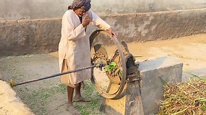 Old Chaff Cutter Machine Operating With Bull #Tokkamachine #OldCulture #comedy | Punjab Look tv