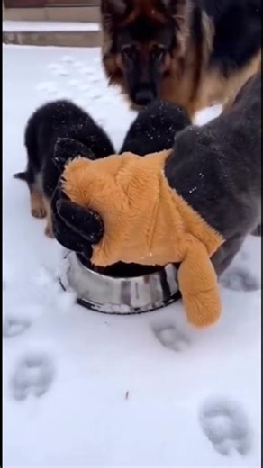 Is This Beautiful Dog Real or Fake? 🐶🤯 #Shorts