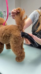 The cutest ginger dumpling and it’s grooming session 🐾✂️🫶🏻 #toypoodle #poodle #doggram #garbaniusgrooming #poodlesofinstagram #doggrooming | Garbanius Grooming