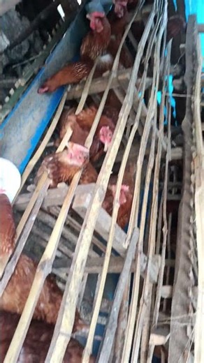 salevi elite layer poultry farm #birds #chicken