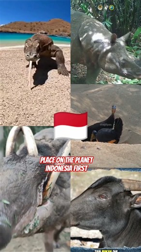 5 Rare Animals Found Only in Indonesia 🇮🇩 | You Won’t Believe They Exist!