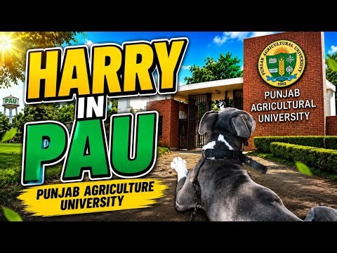 Harry in PAU 🐶 | Punjab Agricultural University Adventure