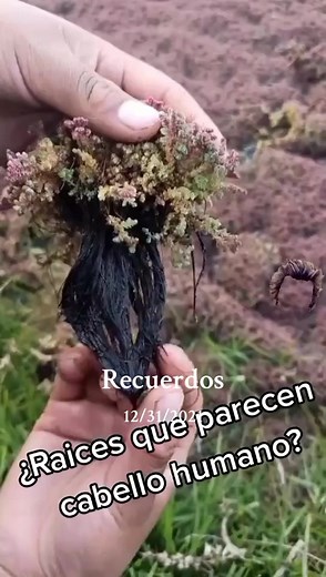 Descubre la Flor del Pato y su Impacto Ambiental