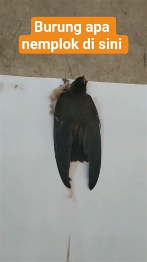 burung 🐦 apa ini #remix