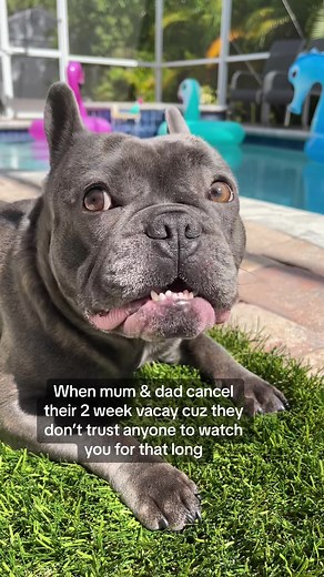Devastated Frenchie Dog Reaction | Heartbreaking Moment