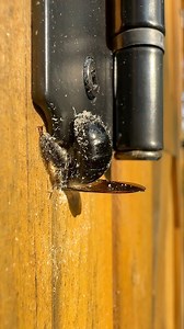 7.1M views · 160K reactions | A carpenter bee can make quick work of building her nest. And sometimes it’s fun to sit back and let them bee.  | Chasing Bugs with Danae Wolfe | Facebook