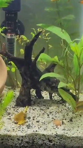 Apistogramma breeding tank