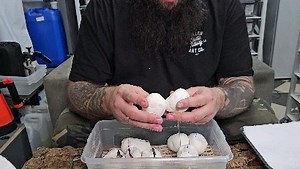 20K views · 11 reactions | 讀讀讀讀讀 #royalpythons #ballpythonlove #beardeddragon #reptilebreeder #snek #morph #leopardgecko #petsnake #herpetology #animal #morphs #cornsnake #snakelove #reptilelove #livingart #ballpythonofinstagram #snakelovers #reptilesofinsta #serpent #ballpythonsnake #nature #ballpythonlover #babyballpython #snakesofinsta #crestedgecko #ballpythonmorphsofinstagram | Xclusive ball pythons | Facebook