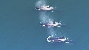 'Unrelenting pressure': The Salish Sea is in trouble as western Washington keeps growing