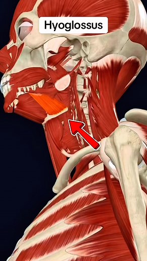 185K views · 819 reactions | Hyoglossus muscle ‍⚕️️‍♀️ #muscle #Anatomy | Dr. Ishtiaque Arafat | Facebook