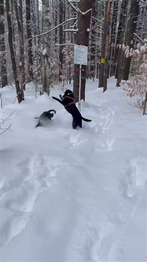 What Happens When Roxie And Ruby Find a Snowy Trail? ❄️🐕🐕
