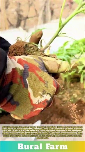 Transplant for Maximum Growth: From Tiny Seedlings to Giant Harvest Perfect Transplanting