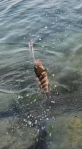 335K views · 4.2K reactions | JERK BAIT LURE | BABY GROUPER | LIGHT SET UP | LOOP KNOT #itsmorefuninfishing #kftvtoconnectandentertain #anglerakosaanmandakongmundo | KINGFISHER'S TV | Facebook