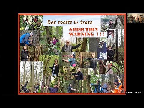 Bat Roosts in Trees: Keith Cohen