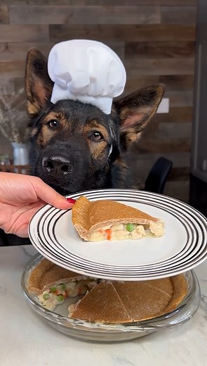 64K views · 5.2K reactions | Chimkin Pot Pie For Dogs Recipe 不  - We hope you guys enjoy our doggo chicken pot pie recipe! Let us know what you think! | Jade the Sable GSD | Facebook
