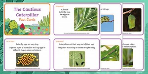 Caterpillar and Butterfly Life Cycle Fact Cards