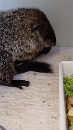 9K views · 478 reactions | This sweet groundhog ( Destiny) was found...