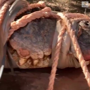 109K views · 912 reactions | Wildlife rangers trapped a 770-pound crocodile at a tourist destination in Australia's Northern Territory, the biggest caught in the area in years. Officials say the reptile been taken to a crocodile farm to become part of a breeding program. https://abcn.ws/3lDhBwA | ABC News | Facebook