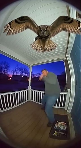 Owl Divebombs Man Fixing Porch Light! #wildlife