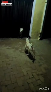 Pitbull Ki Girlfriend 😝 #dog #viralreels #animal #streetdog #reel #love #minivlog #shorts #streetdogpluto #dogvlog | Pluto Street
