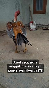 Drama di perayaman | Yupiter Farmm Selatan