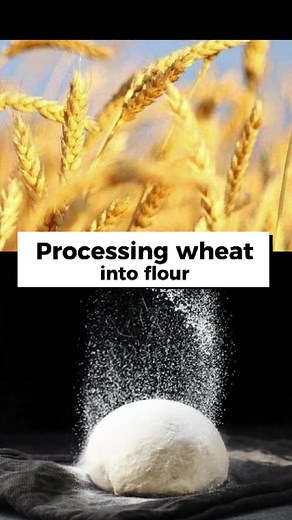 Wheat Milling Process: From Grain to Flour