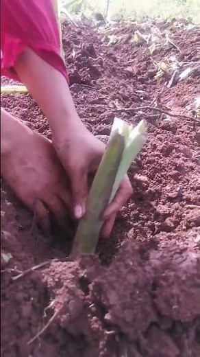 growing root taro tips : sunny location, create mounds of soil, plant the tubers, water consistently