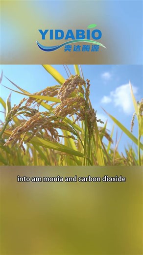 High-Activity Urease Enzyme for Urea Hydrolysis – Industrial & Agricultural Nitrogen