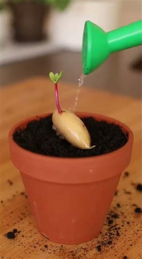 Grow a mango tree and get a bountiful harvest: professional tips