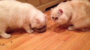 1M views · 7.8K shares | Can you find the cat in all the floof? | America's Funniest Home Videos | Facebook