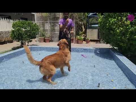 Milo & Mocha’s Splash Party 💦🐾 | Golden Retriever & Cockapoo Holiday Fun
