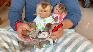 1.4M views · 13K reactions | Baby Monkey DouDou Bathing And Get New Clothes With Vitamin | TV Monkey | Facebook
