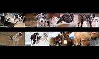 Mix of 8 videos from youtube : Service Dog Project   WCC