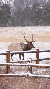 50K views · 837 reactions | I love watching bull elk jump over a fence for some reason. I saw so many bulls this morning! I'll post another video showing all of them later. #bullelk #elk #colorado #coloradoelk #coloradowildlife #coloradoadventures #naturevideos #naturereels #nature #natgeo #natgeowild #natgeoadventure #nationalgeographic #reelsvideo #reelsfb #explorereels #wildlifephotography #adventure #foryou #fyp | Colorado Adventures | Facebook