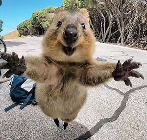 Quokkas Are The Happiest Animals In The World | Pets Are My Life