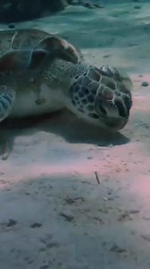 Ocean plastic pollution: How microplastics threaten marine life and our future