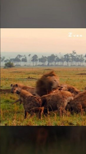 Why This Lion was the King of Jungle?