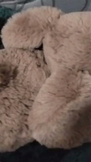 A Smudge elephant Jellycat!#cute#elephant#presenting#animals