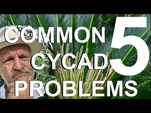 Five Common Cycad Problems Treatment and Recovery - Sago Palm, Cycas revoluta