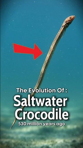 🐊 The Evolution Of Saltwater Crocodile 😏 | Ancient Beasts to Modern Marvels 🌿 | 60s Evolution