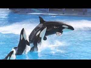 SeaWorld announces last generation of orcas