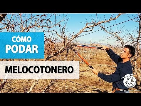 Cómo PODAR un melocotonero, nectarino y paraguayo