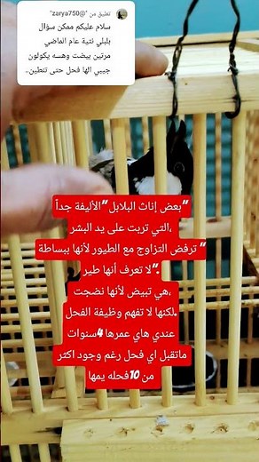 بعض الإناث لاتقبل التزاوج