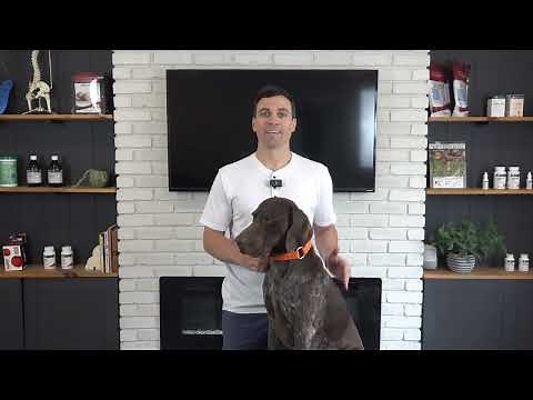 Dog Leg Shaking - Why is this happening?